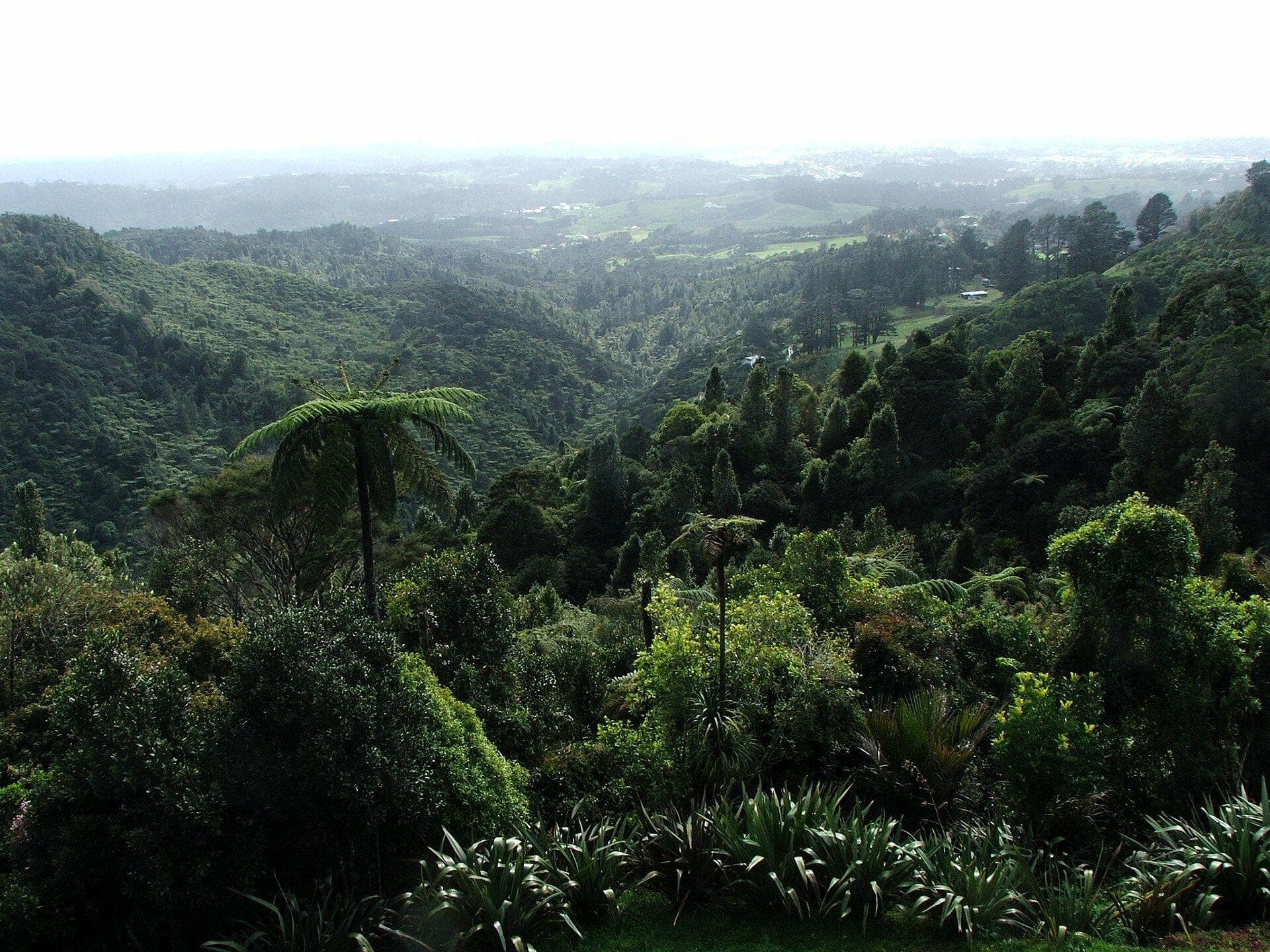 Henderson Valley and the Waitākere Ranges